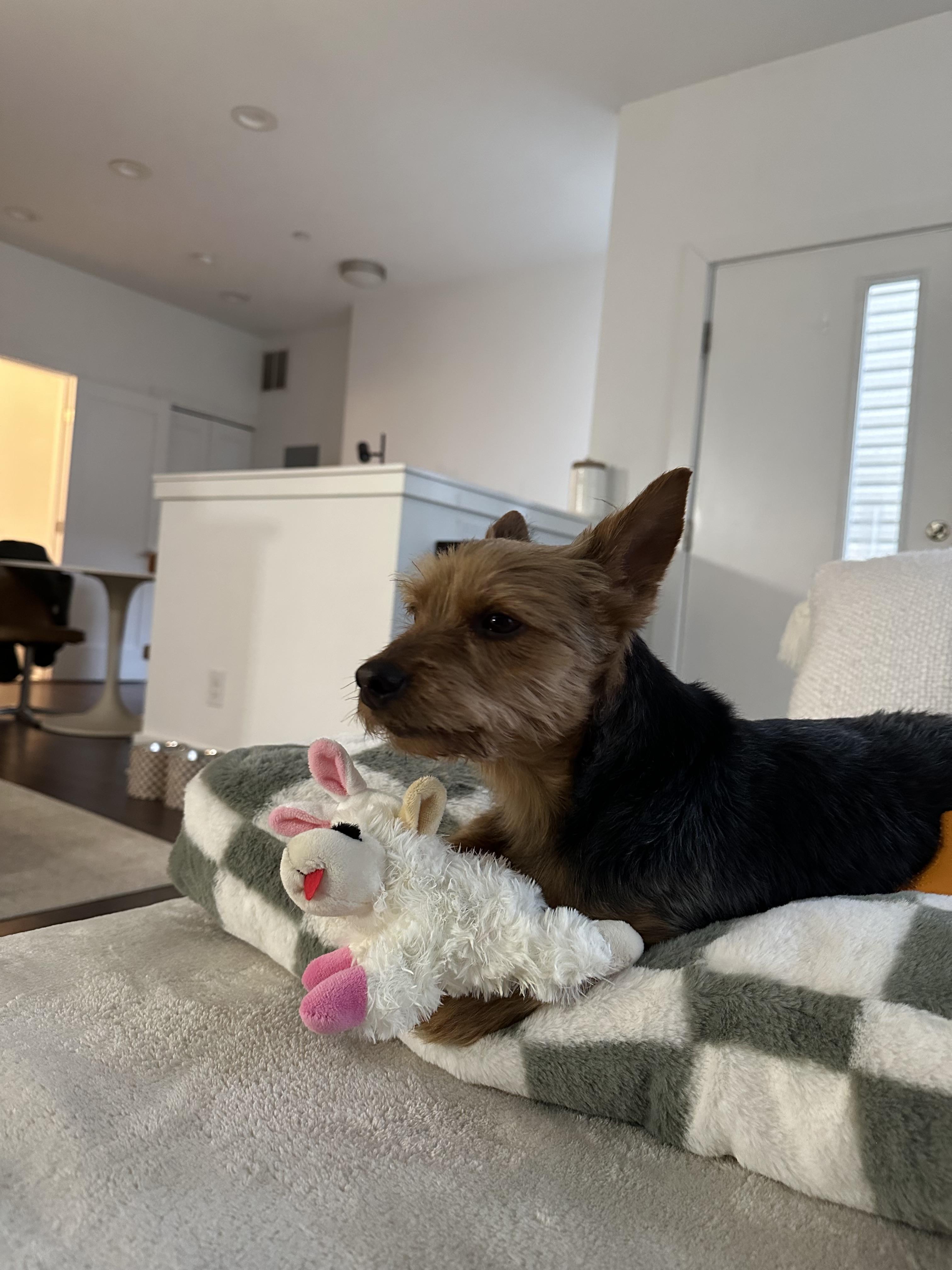 Enlarge PJ, a Adopted Yorkshire Terrier in Philadelphia, PA image 5/6