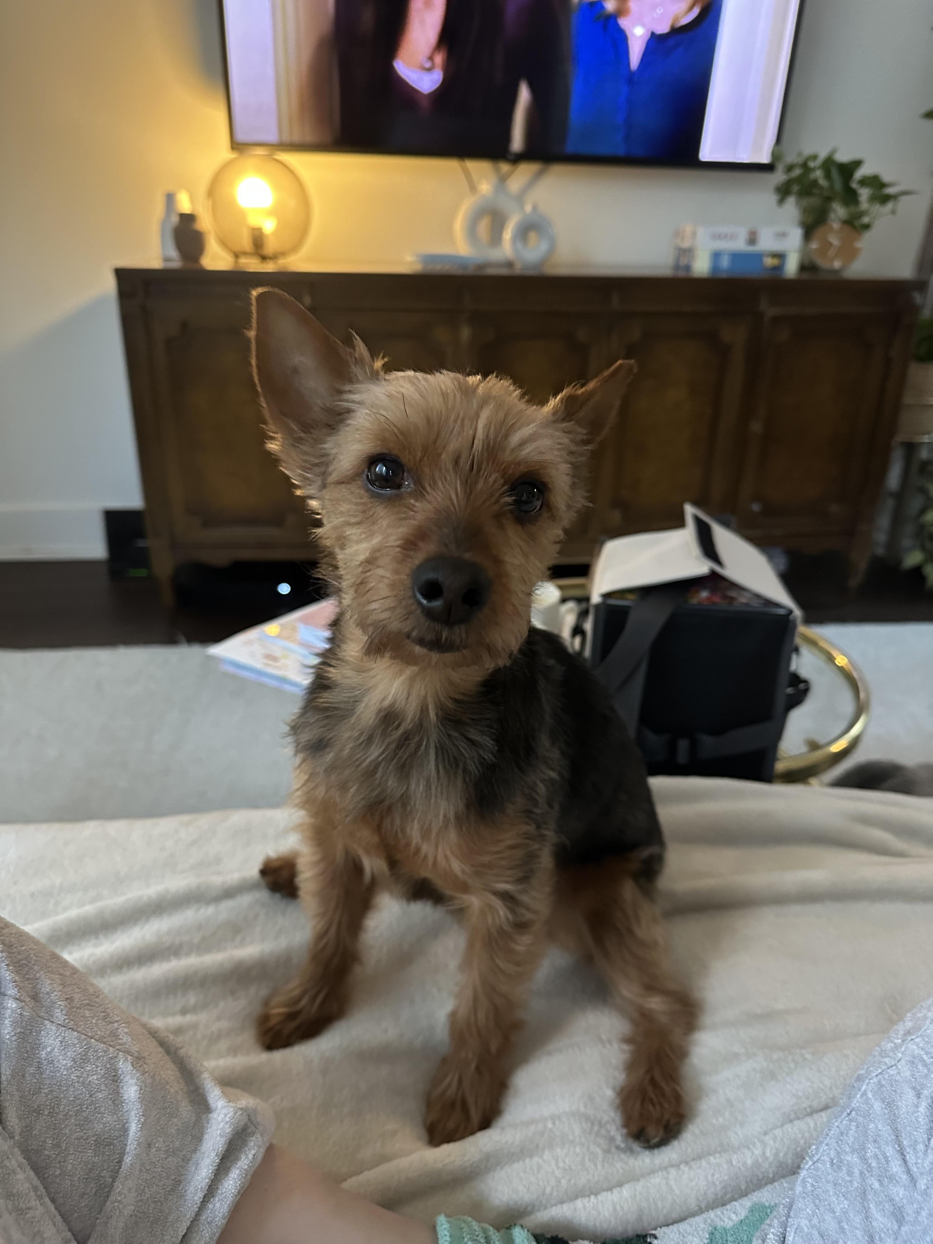 Enlarge PJ, a Adopted Yorkshire Terrier in Philadelphia, PA image 6/6