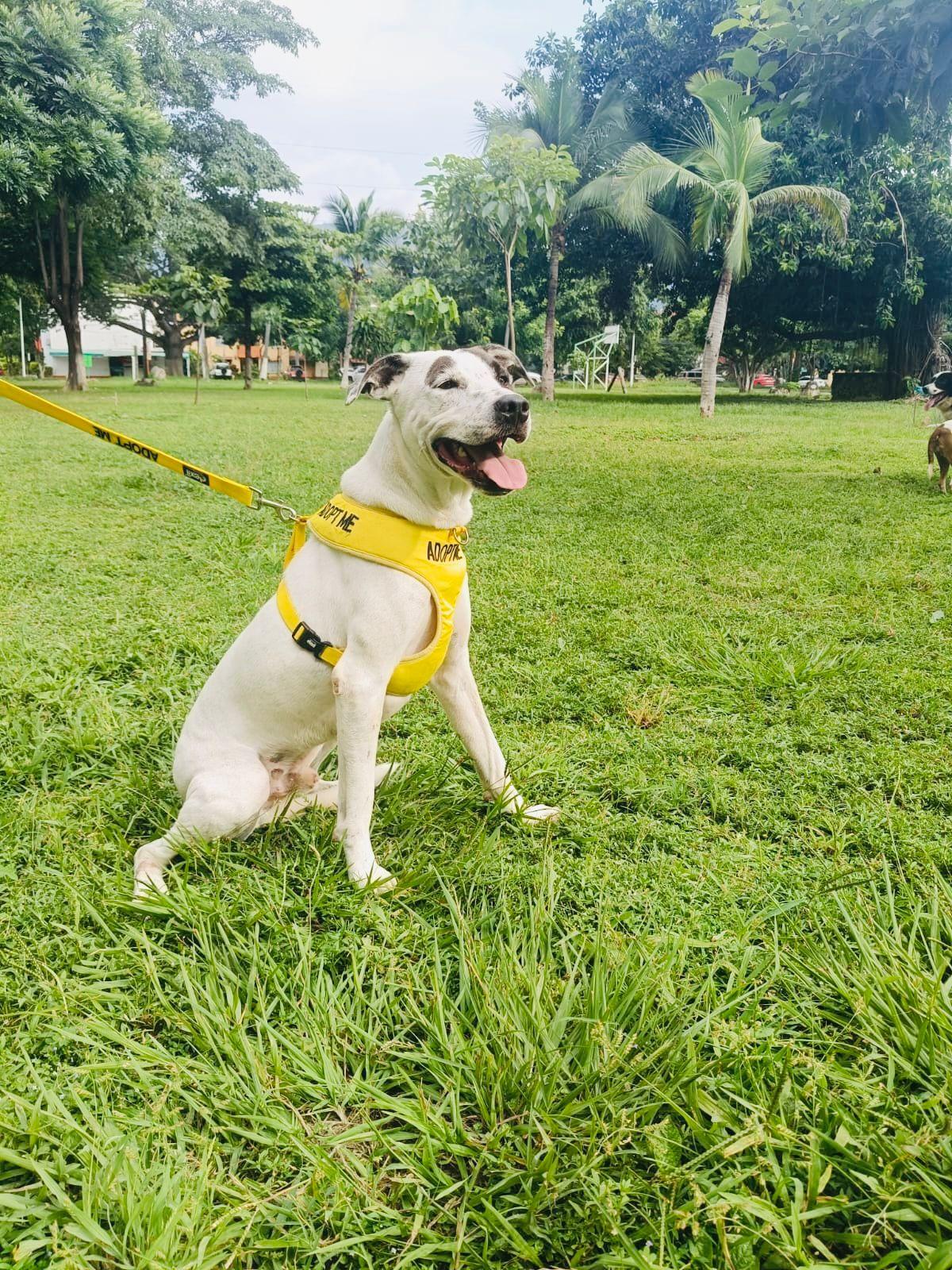 Enlarge Bobby, a ADOPTABLE mixed breed in Vancouver, BC image 1/5