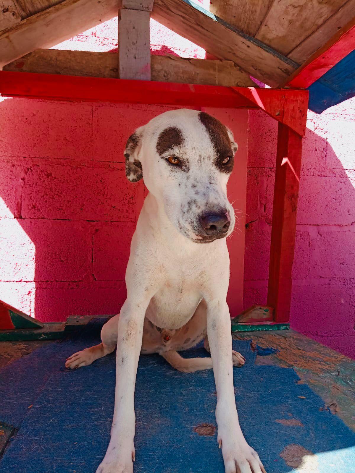 Enlarge Bobby, a ADOPTABLE mixed breed in Vancouver, BC image 2/5