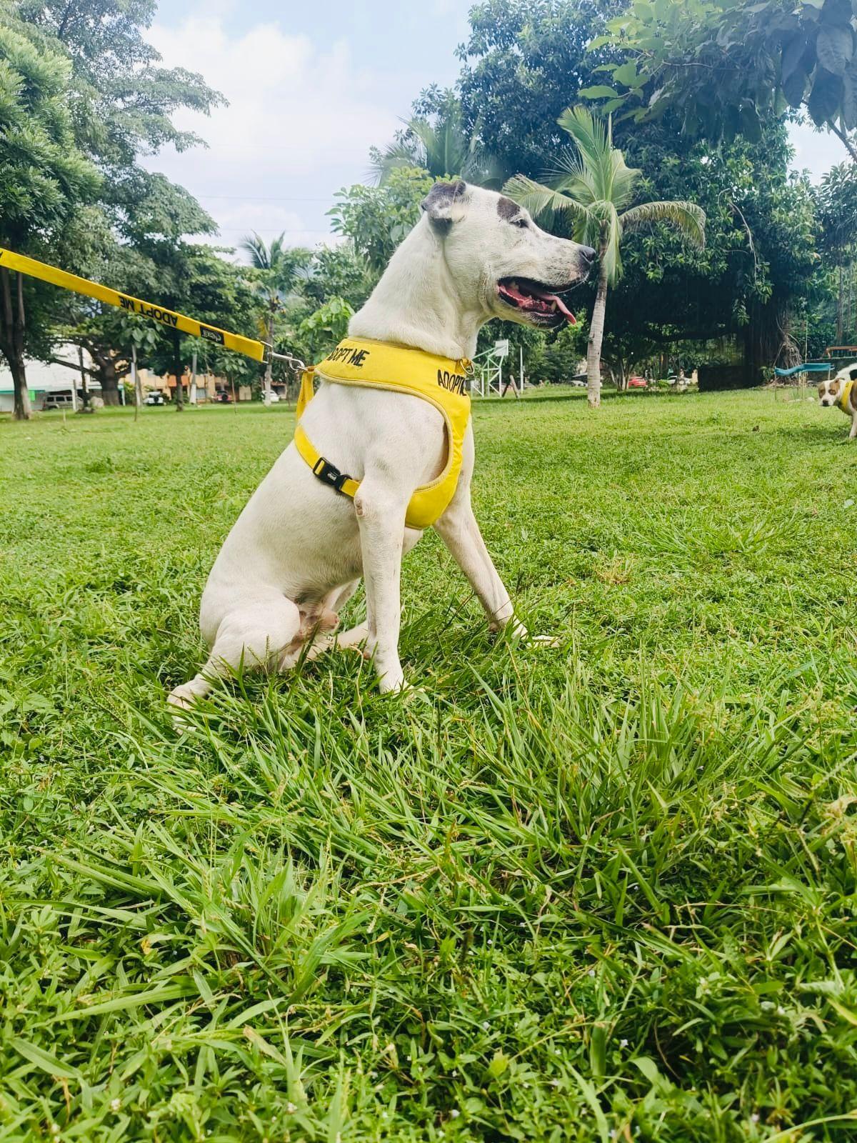 Enlarge Bobby, a ADOPTABLE mixed breed in Vancouver, BC image 3/5