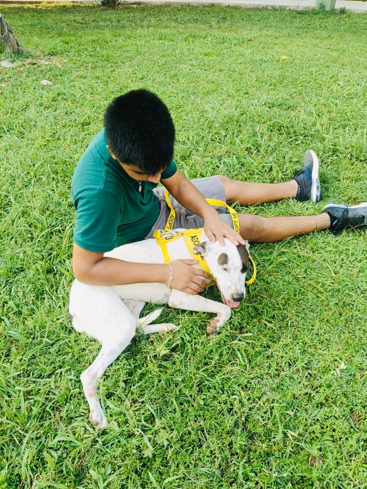 Enlarge Bobby, a ADOPTABLE mixed breed in Vancouver, BC image 4/5