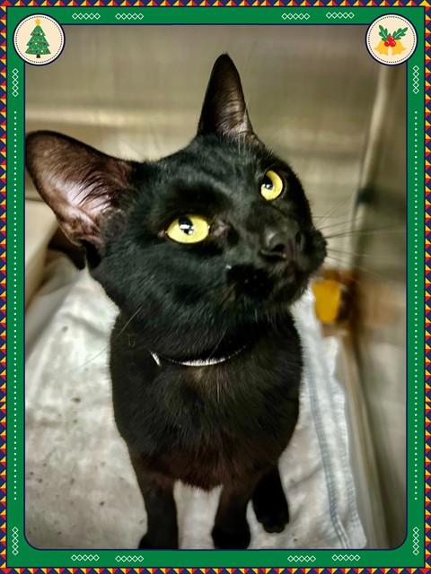 Asher- #49871, ADOPTABLE, Adult Male Domestic Short Hair.