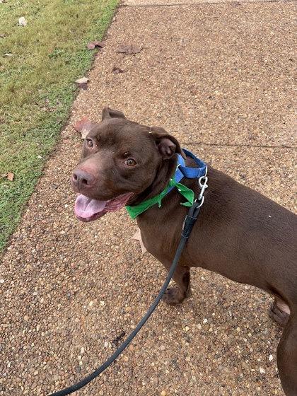 Zion, Adoptable, Adult Male Labrador Retriever & Mixed Breed.