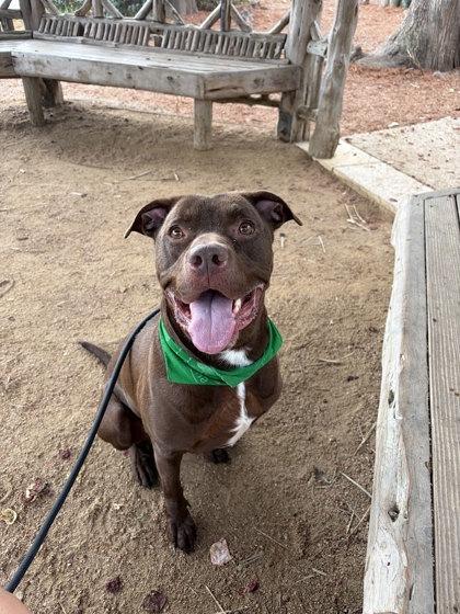 Enlarge Zion (in foster), a Adoptable mixed breed in San Marcos, TX image 2/4