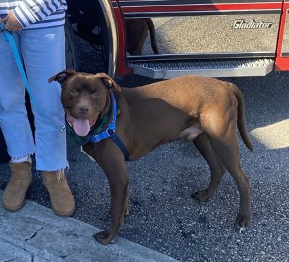 Zion, Adoptable, Adult Male Labrador Retriever & Mixed Breed.
