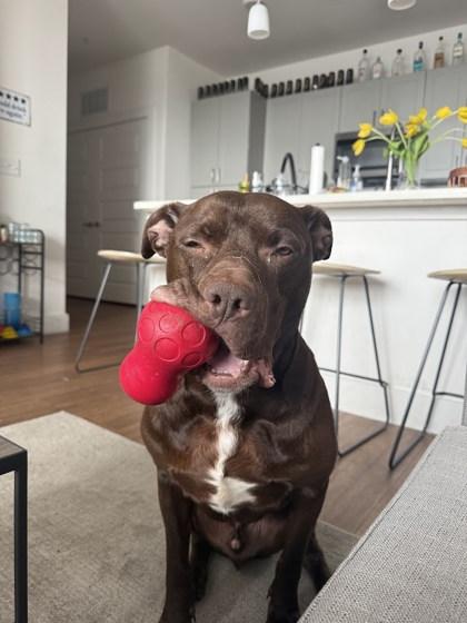 Zion (in foster) — thumbnail 3