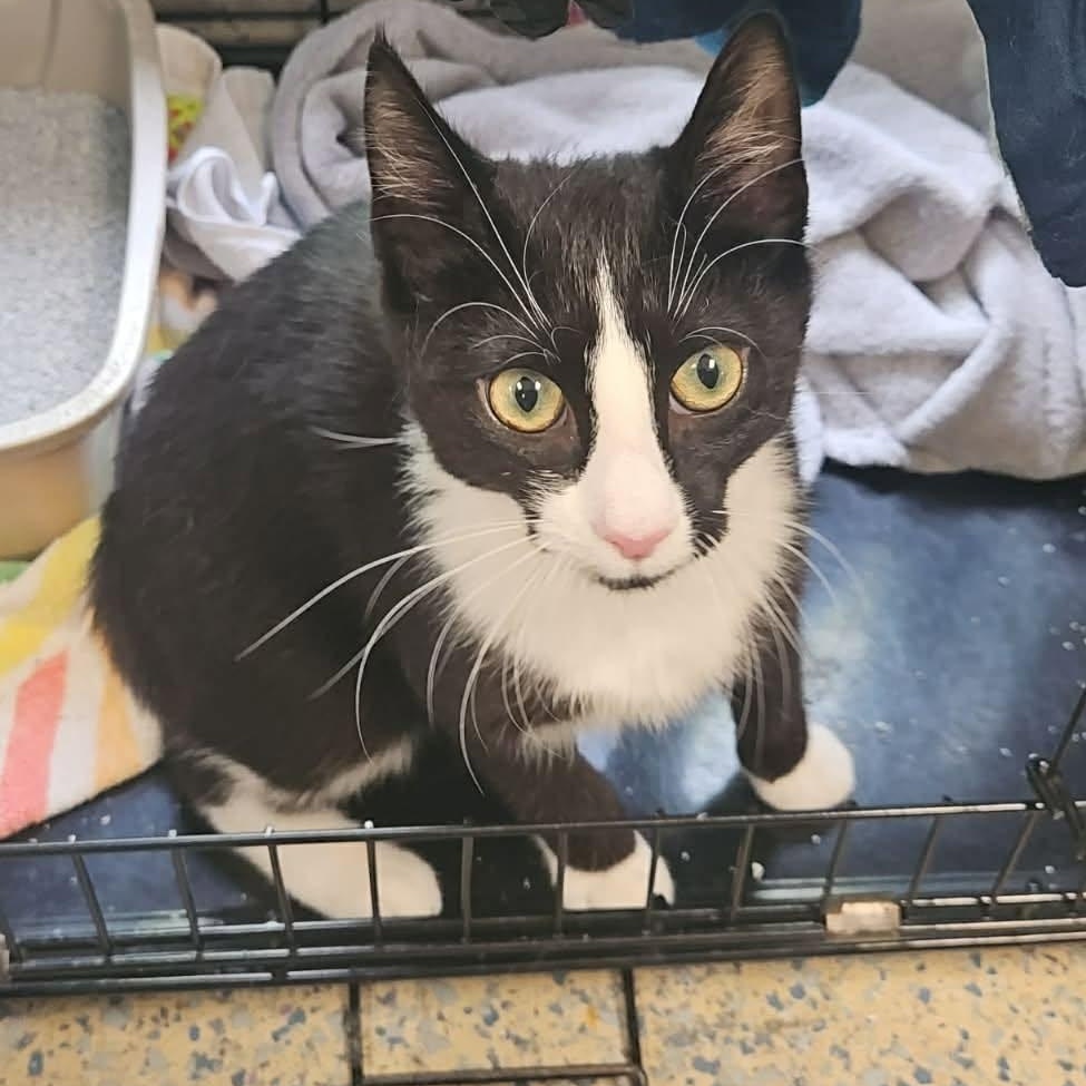 Hot Cocoa, a ADOPTABLE Domestic Short Hair in Richboro, PA image 2/5