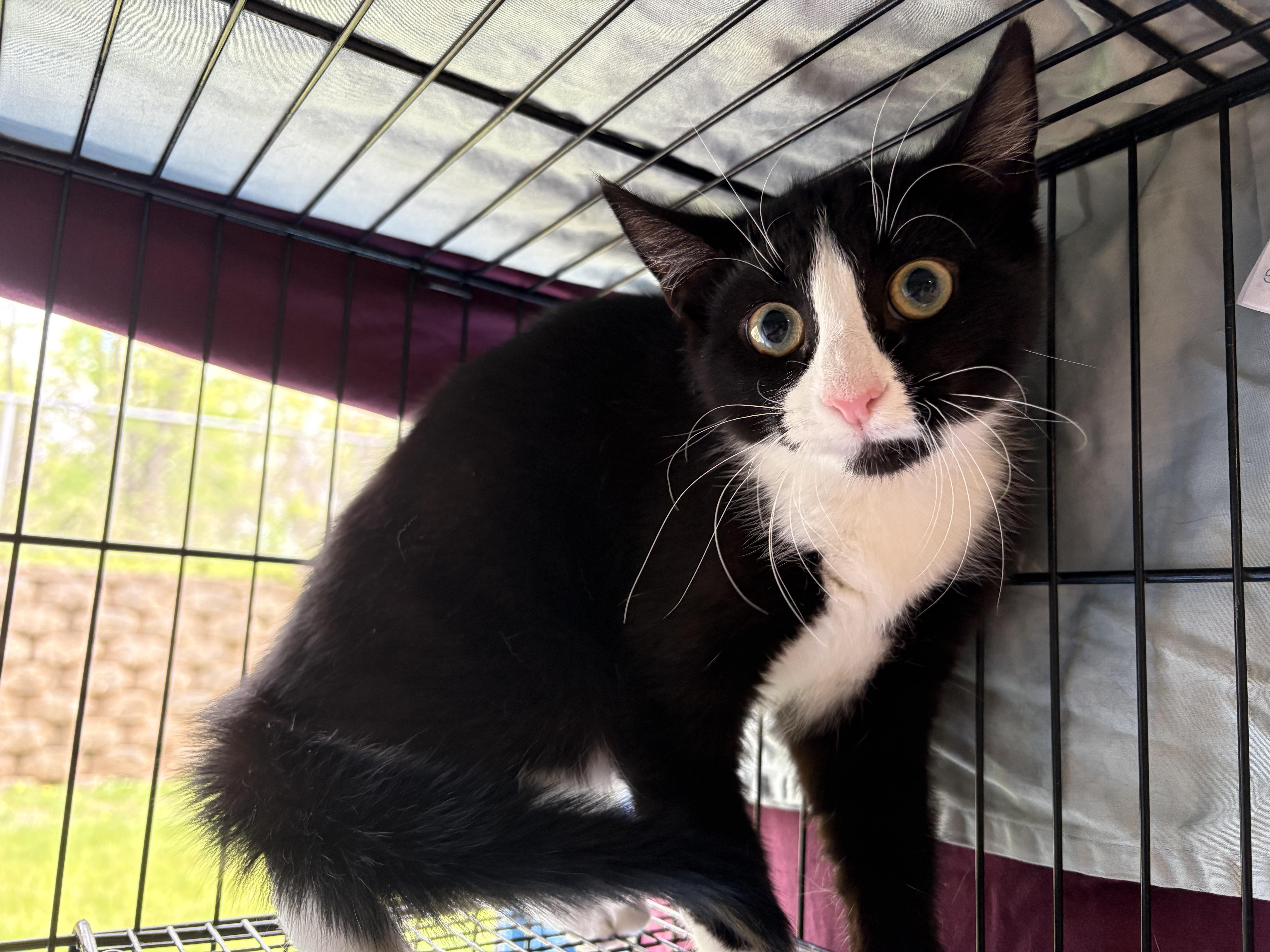 Enlarge Hot Cocoa, a ADOPTABLE Domestic Short Hair in Richboro, PA image 2/2