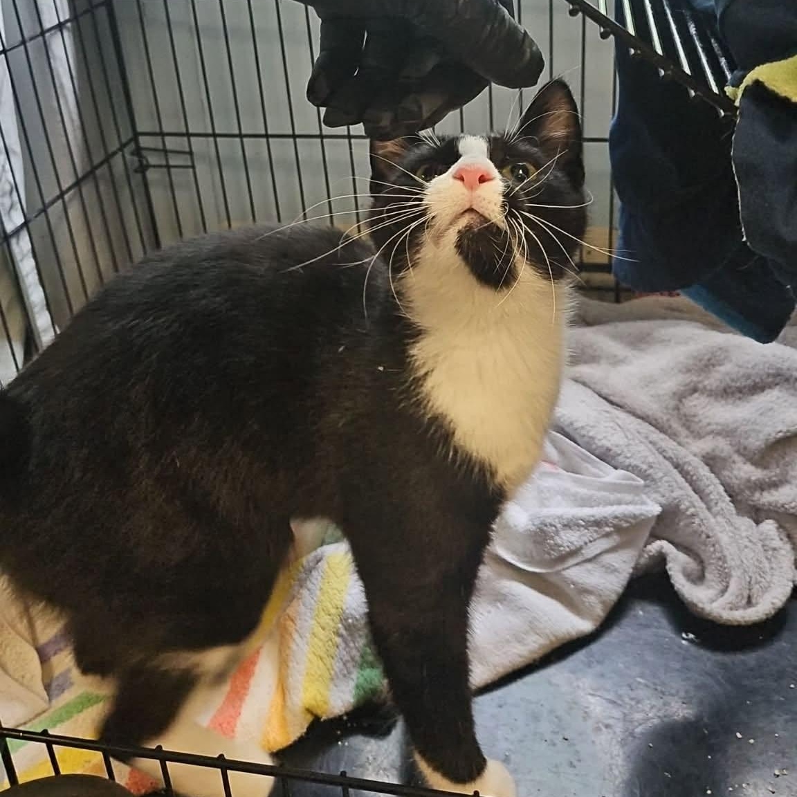 Hot Cocoa, a ADOPTABLE Domestic Short Hair in Richboro, PA image 1/5