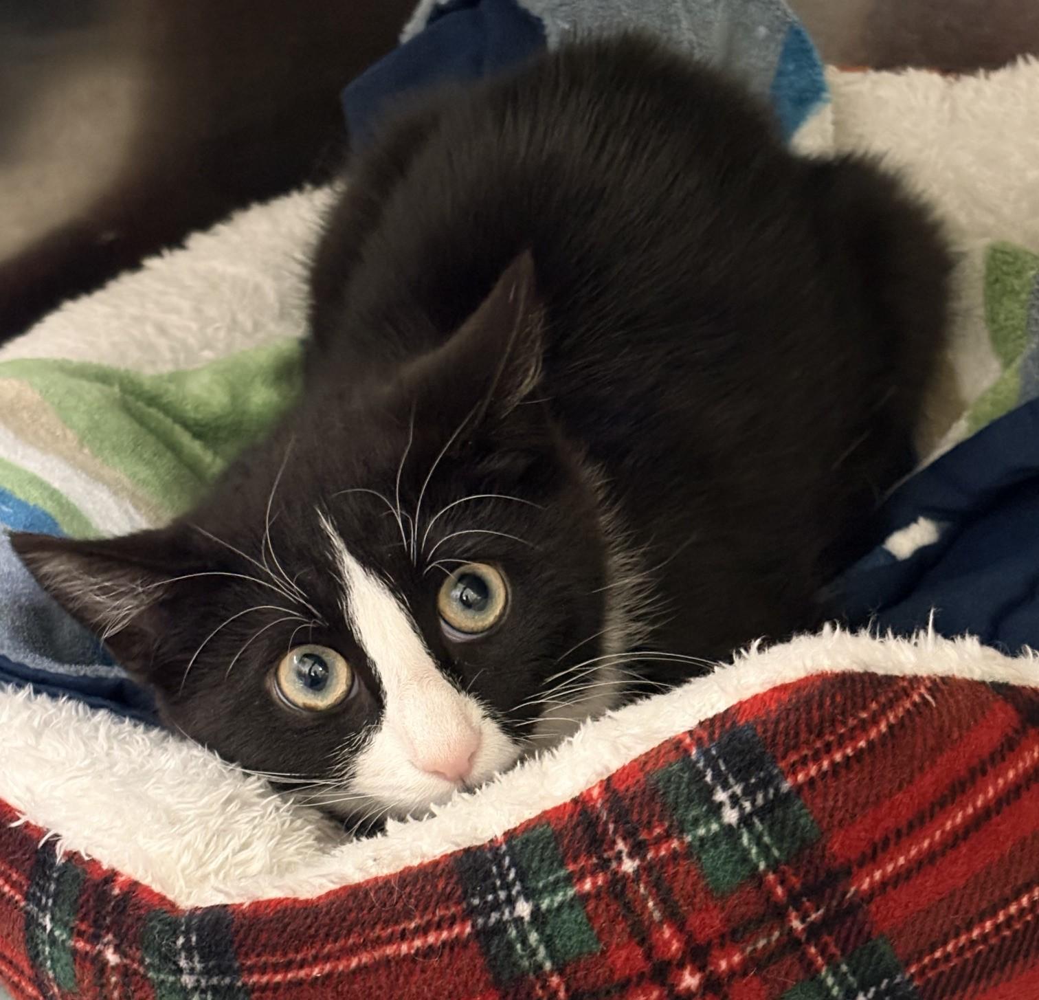 Enlarge Hot Cocoa, a ADOPTABLE Domestic Short Hair in Richboro, PA image 1/1
