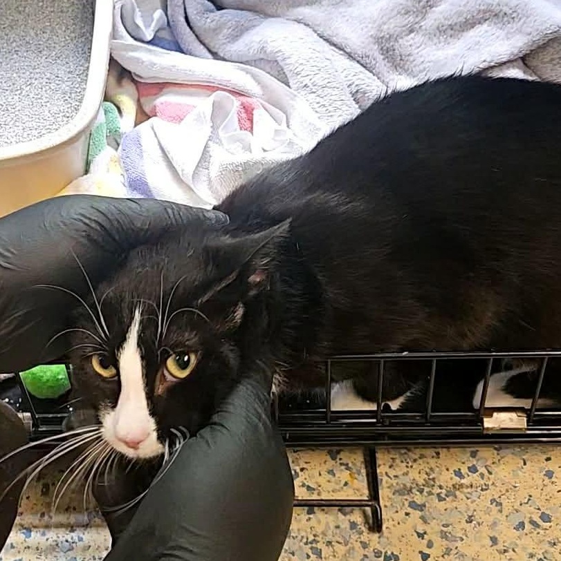 Hot Cocoa, a ADOPTABLE Domestic Short Hair in Richboro, PA image 3/5