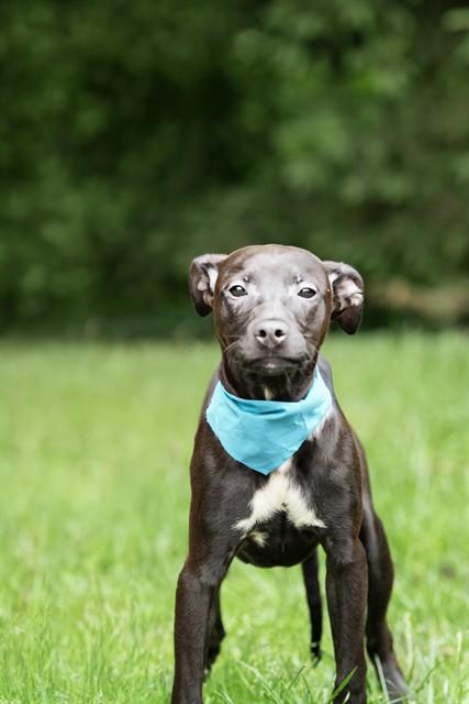 Enlarge PASTRAMI, a Adoptable mixed breed in Belleville, IL image 1/1
