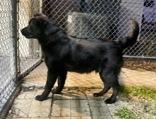 Revol, ADOPTABLE, Young Male Black Labrador Retriever.