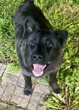 Enlarge Revol, a ADOPTABLE Black Labrador Retriever in Glasgow, KY image 2/2