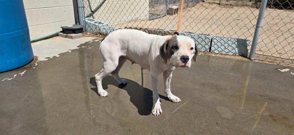 Nova, a Adoptable mixed breed in California City, CA image 1/2
