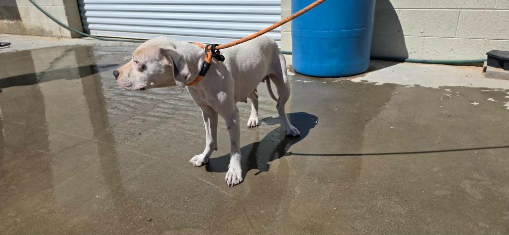 Nova, a Adoptable mixed breed in California City, CA image 2/2