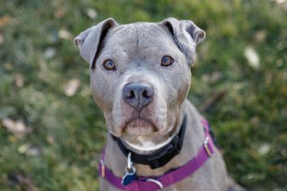 Enlarge Selah, a Adoptable mixed breed in Golden Valley, MN image 2/3