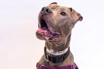 Enlarge Selah, a Adoptable mixed breed in Golden Valley, MN image 3/3