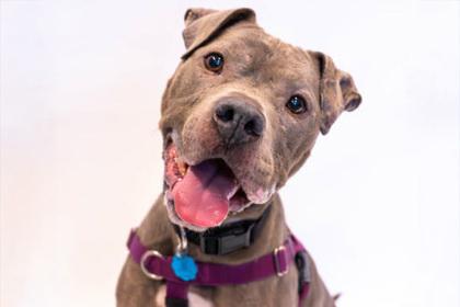 Enlarge Selah, a Adoptable mixed breed in Golden Valley, MN image 3/3