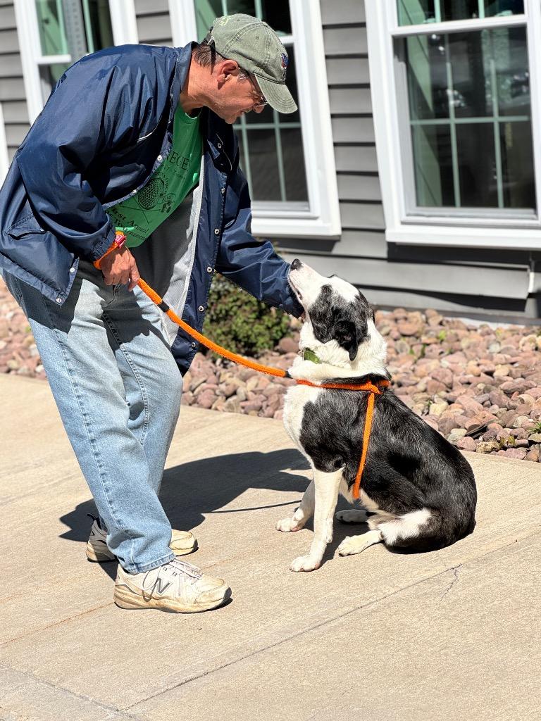 Winston, Adoptable, Adult Male Cattle Dog.