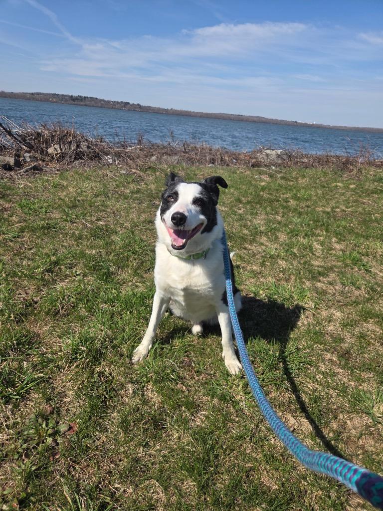 Winston, a Adoptable Cattle Dog in Liverpool, NY image 2/4