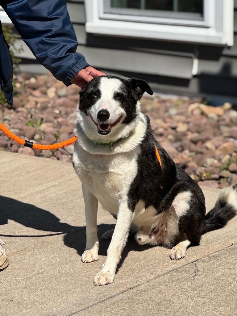 Winston, a Adoptable Cattle Dog in Liverpool, NY image 3/4