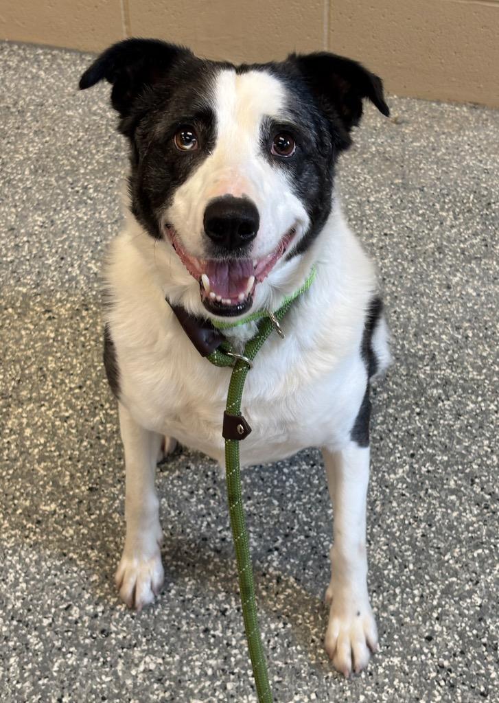 Winston, a Adoptable Cattle Dog in Liverpool, NY image 4/4