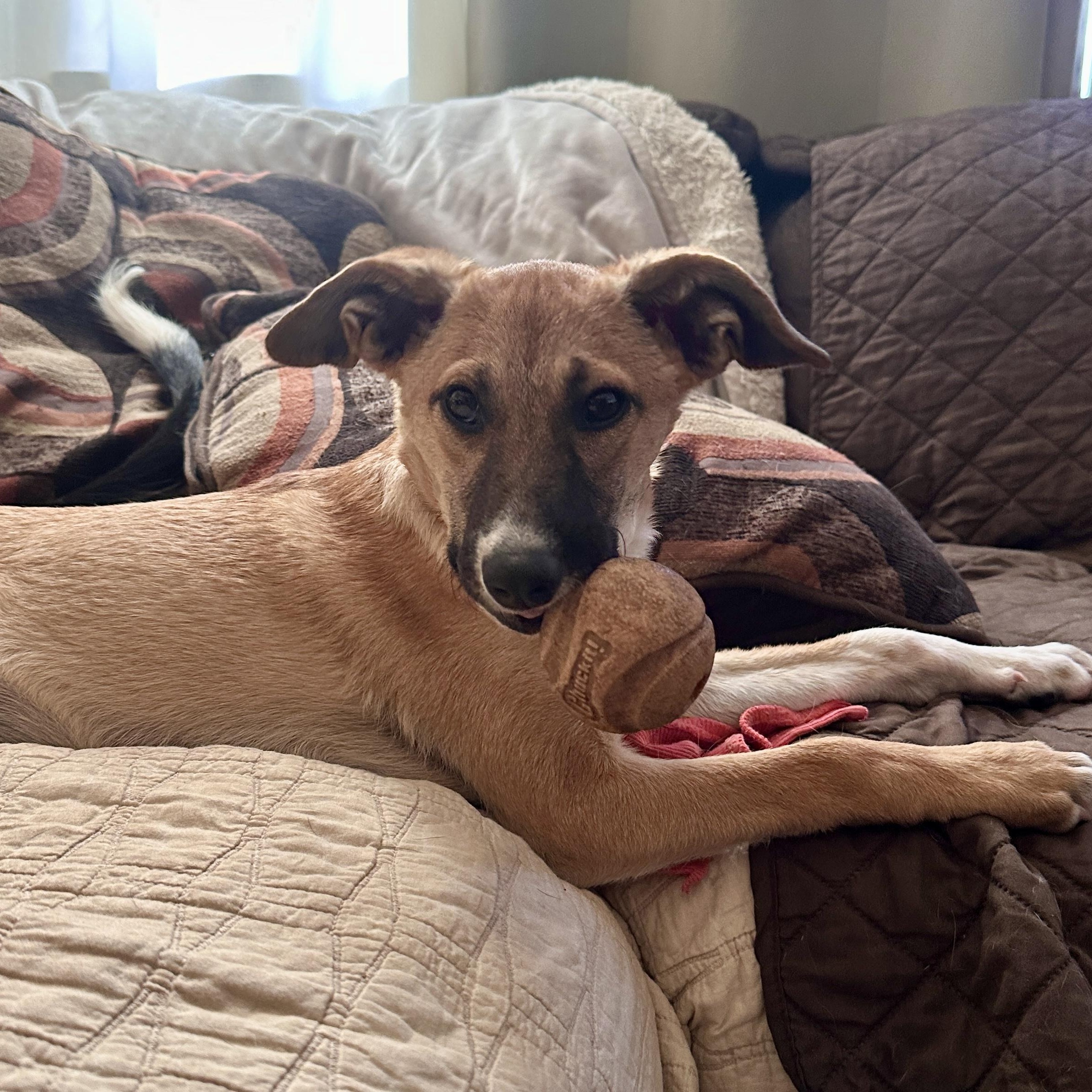 Enlarge Kookie, a Adoptable mixed breed in San Diego, CA image 2/2