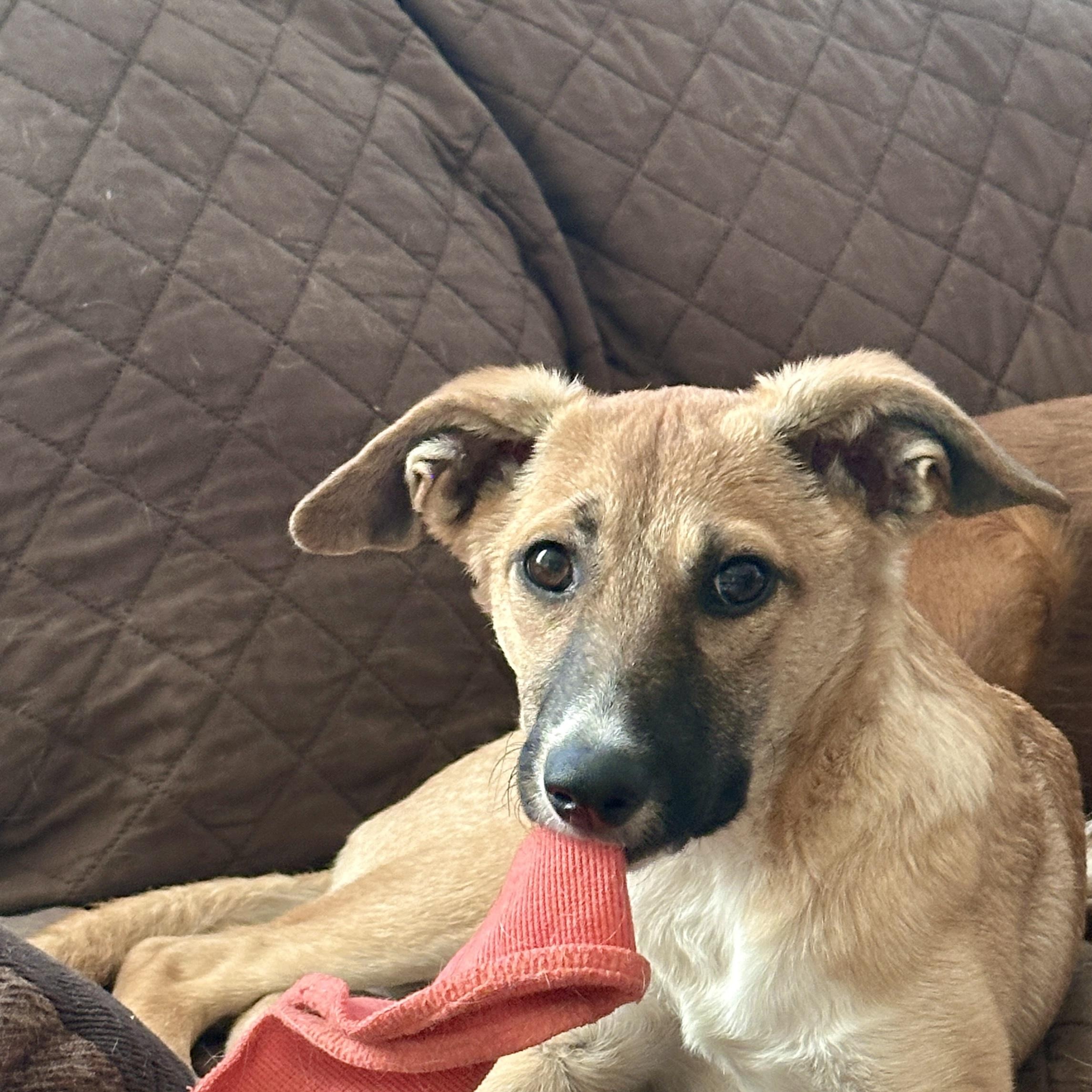 Kookie, Adoptable, Puppy Female Labrador Retriever & Shepherd.