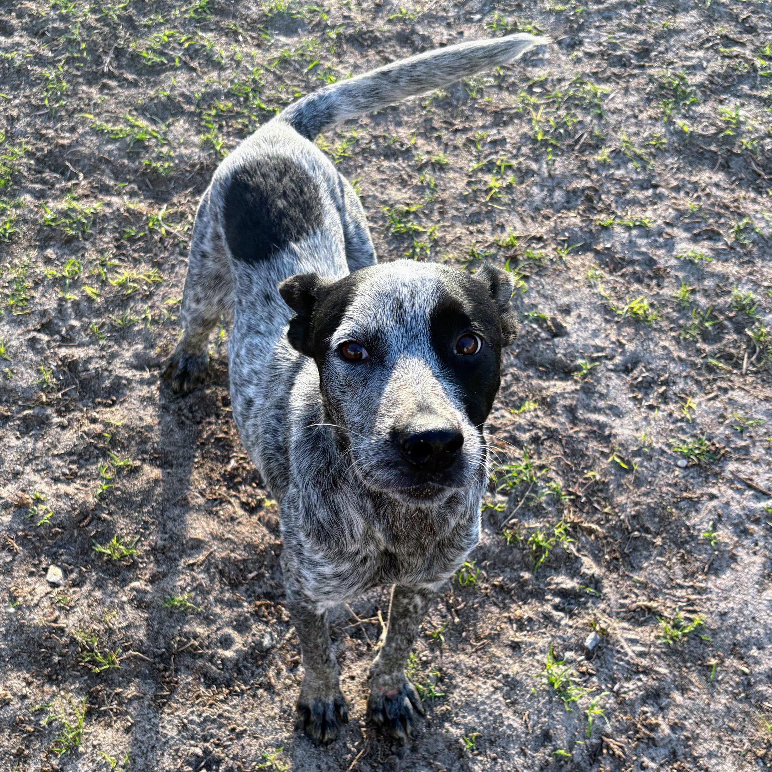 Zoe, ADOPTABLE, Young Female Cattle Dog.