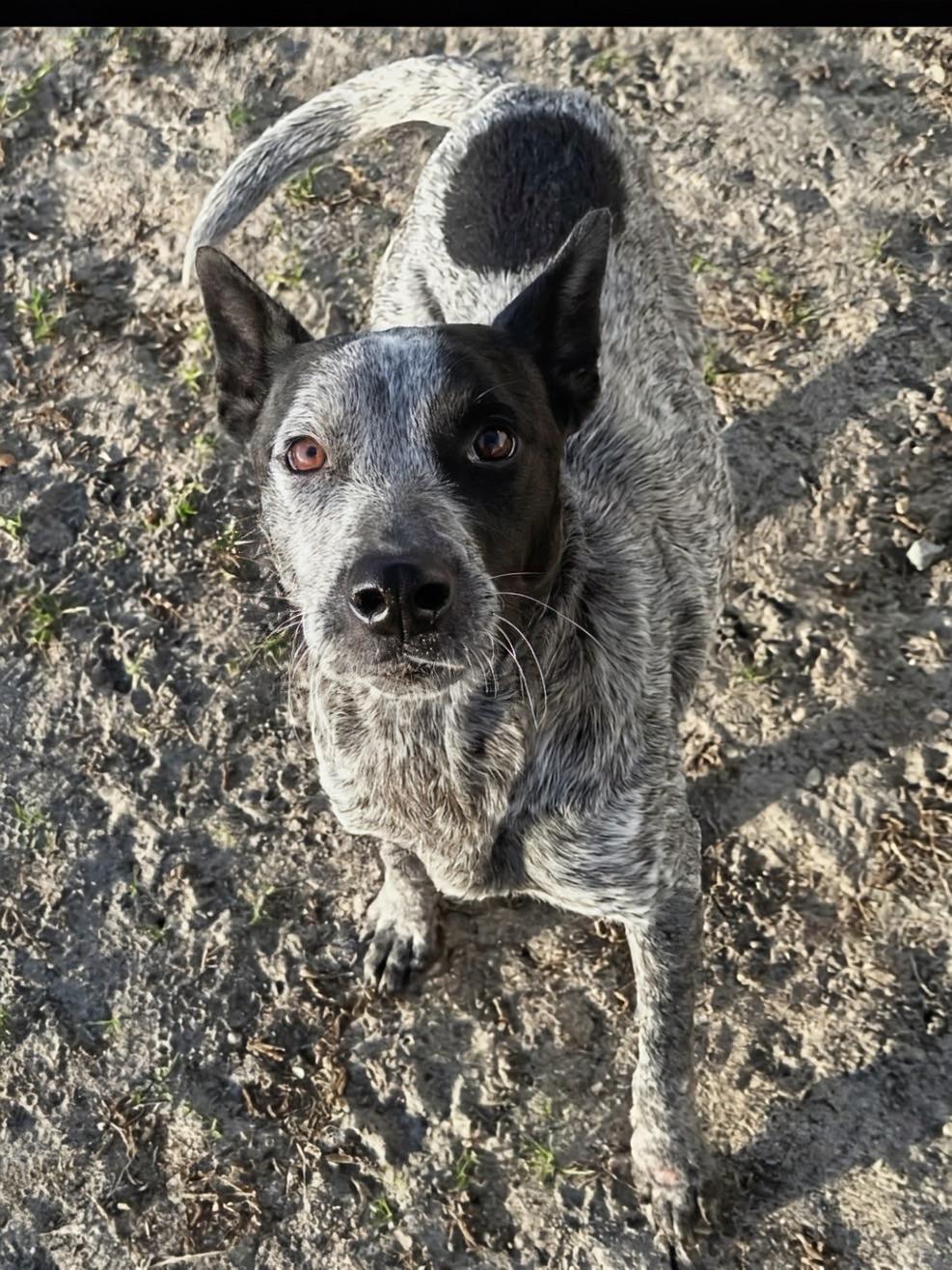 Zoe, adoptable, Young Female Cattle Dog.