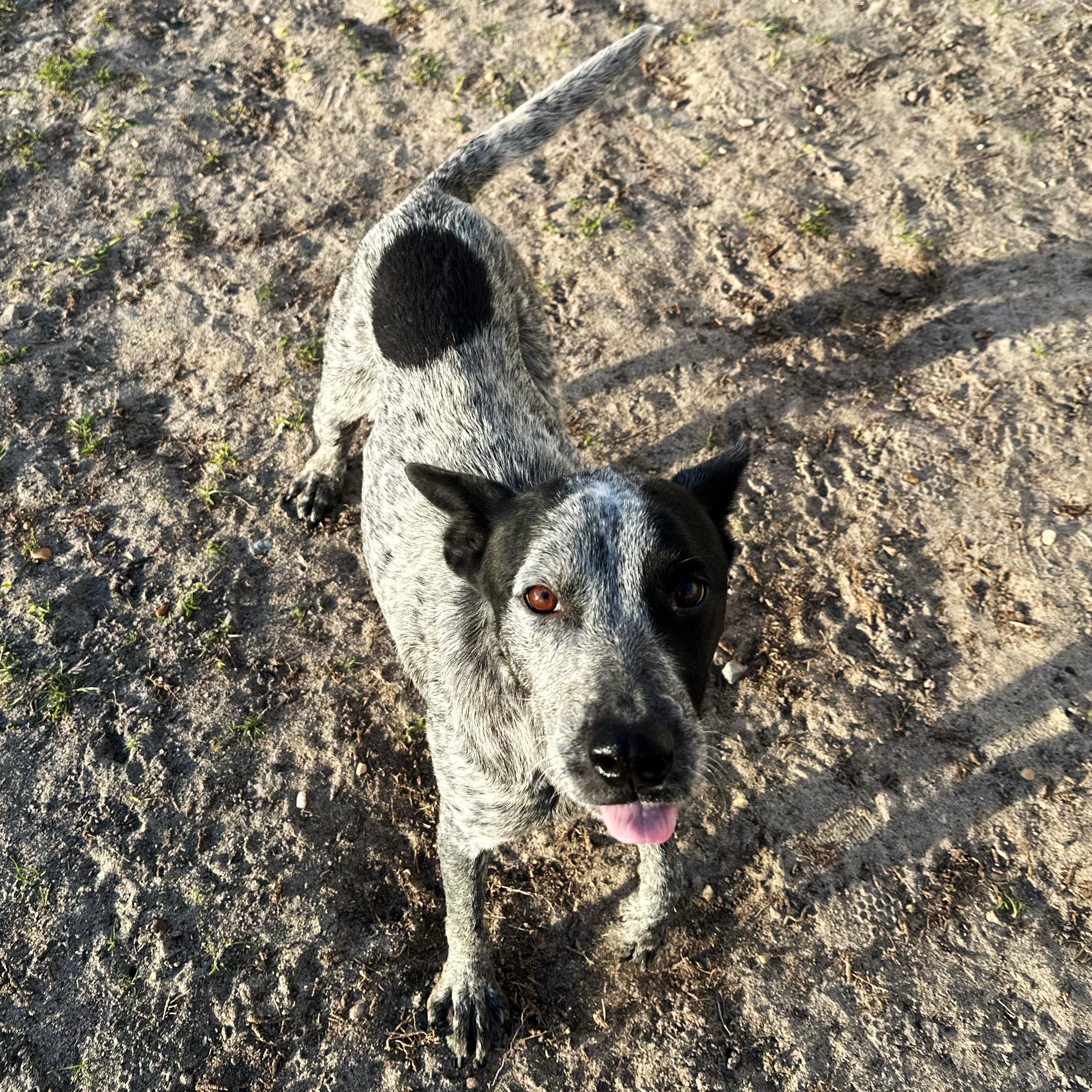 Zoe, ADOPTABLE, Young Female Cattle Dog.