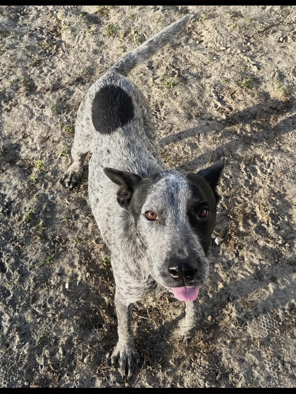 Enlarge Zoe, an adoptable mixed breed in Valdosta, GA image 3/3