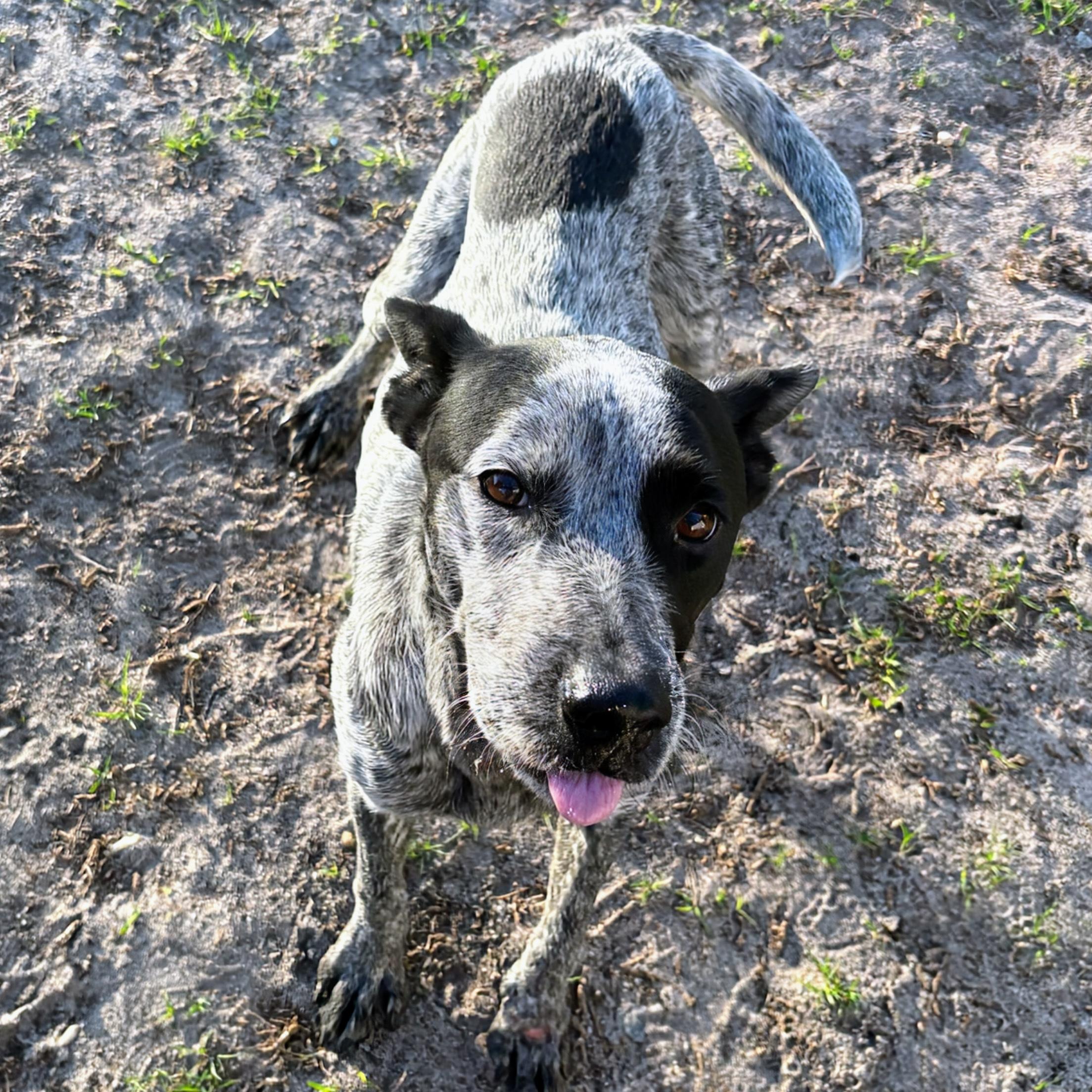 Enlarge Zoe, a ADOPTABLE mixed breed in Valdosta, GA image 2/2