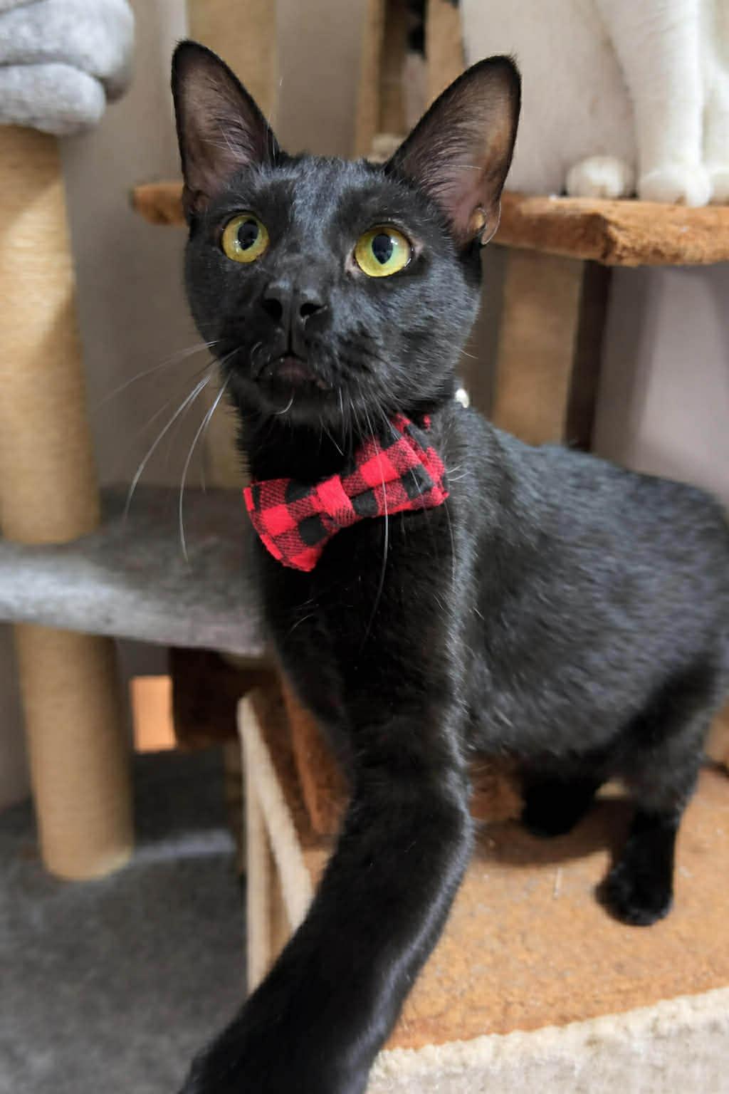 Pantera — thumbnail 2