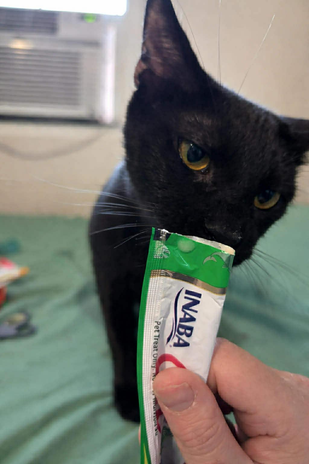 Pantera — thumbnail 3