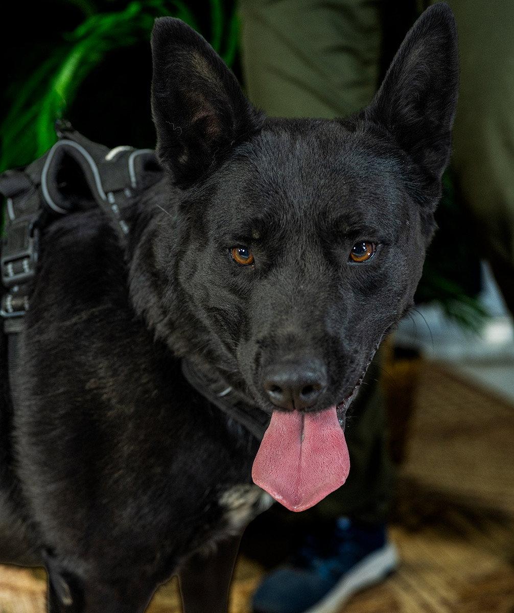 Enlarge Dino, a Adoptable Shepherd in Cedar Crest, NM image 1/3