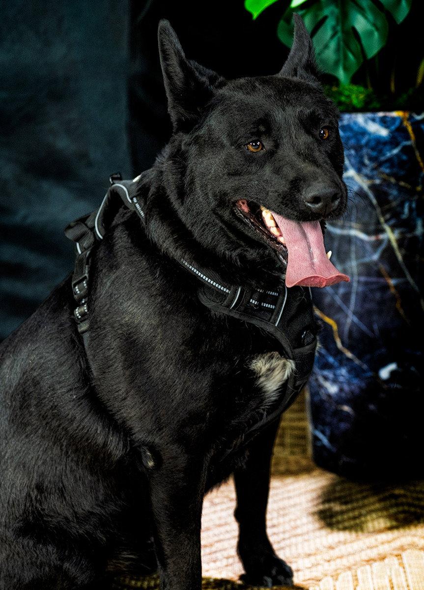 Enlarge Dino, a Adoptable Shepherd in Cedar Crest, NM image 2/3