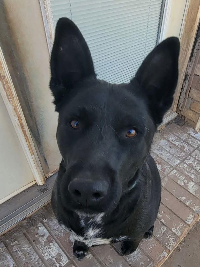 Enlarge Dino, a Adoptable Shepherd in Cedar Crest, NM image 1/3