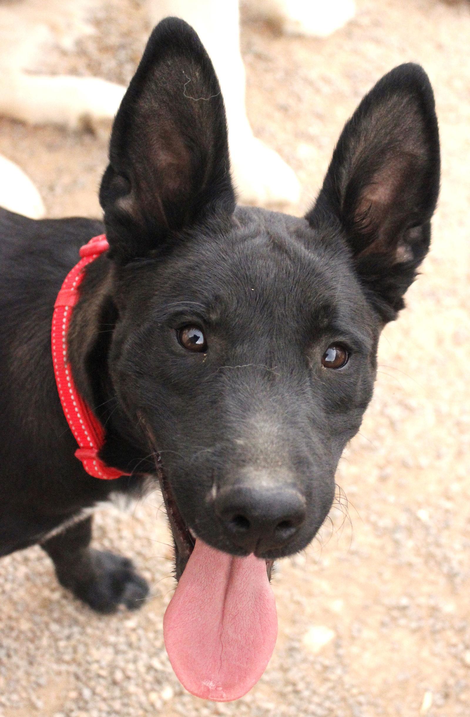Dino, a Adoptable Shepherd in Cedar Crest, NM image 2/3