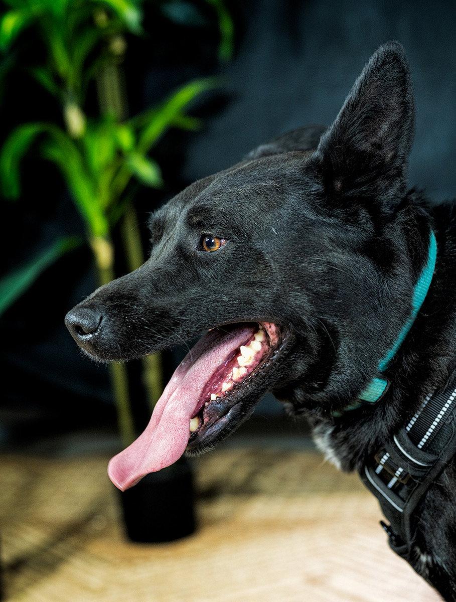 Enlarge Dino, a Adoptable Shepherd in Cedar Crest, NM image 3/3