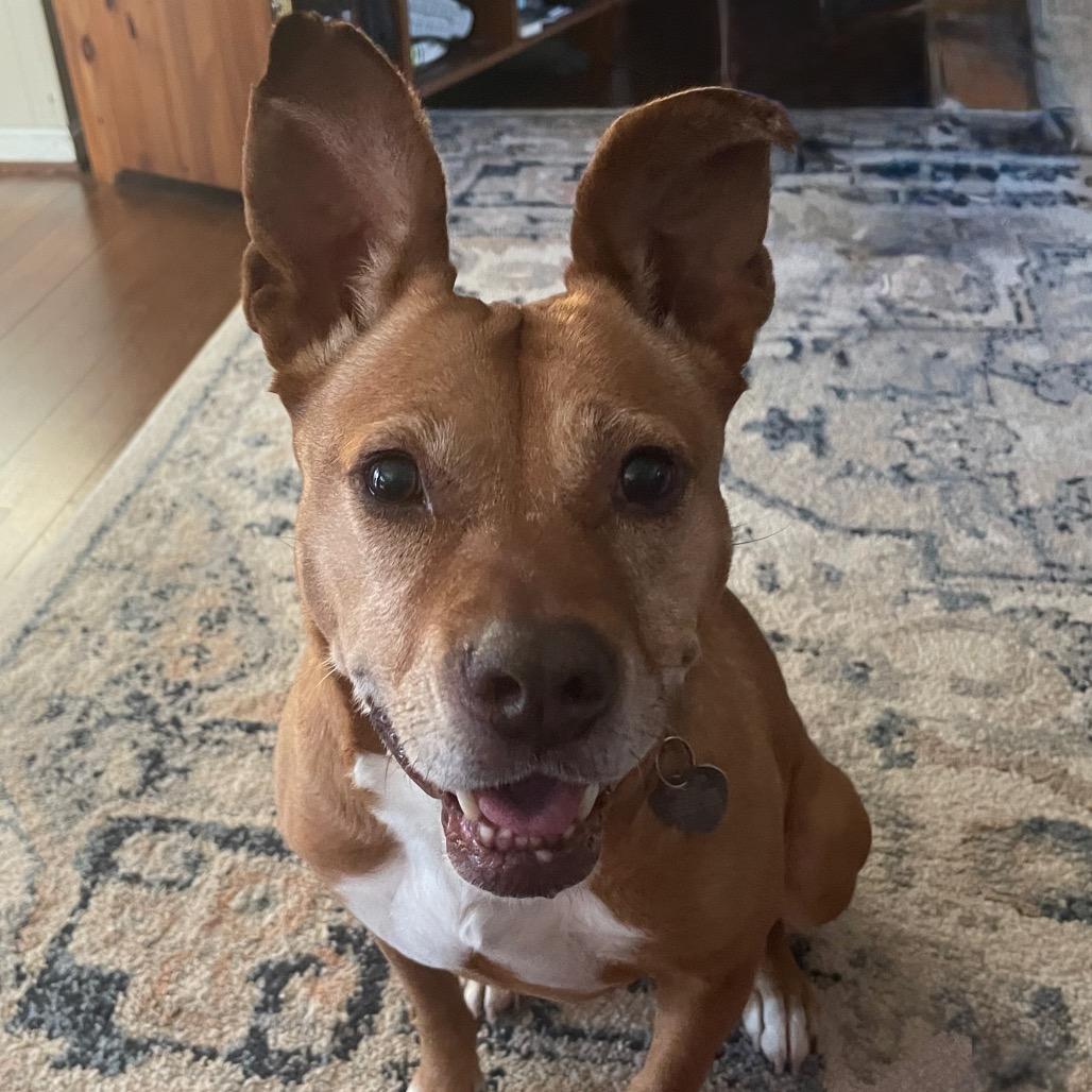 Enlarge Giblet, a Adoptable mixed breed in Fairfax, VA image 1/4