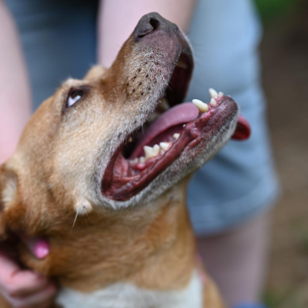 Giblet, Adoptable, Senior Female Pit Bull Terrier.