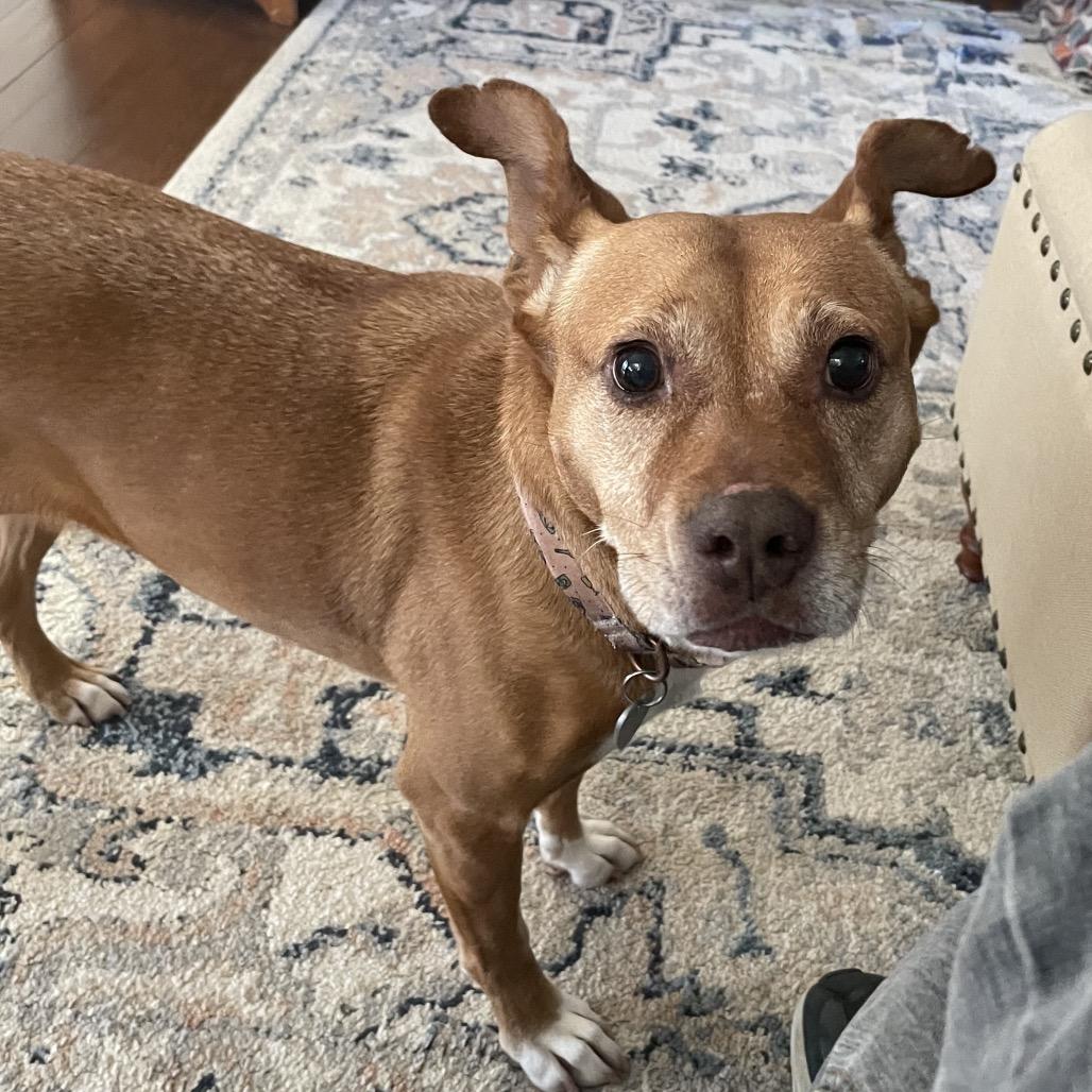 Enlarge Giblet, a Adoptable mixed breed in Fairfax, VA image 2/4