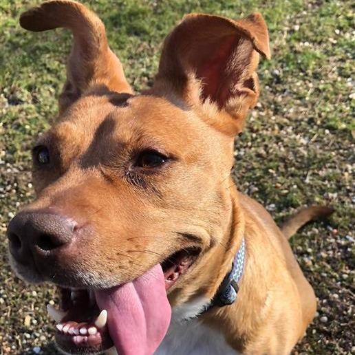 Giblet, a Adoptable mixed breed image 2/6