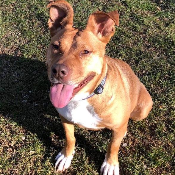 Giblet, a Adoptable mixed breed image 3/6