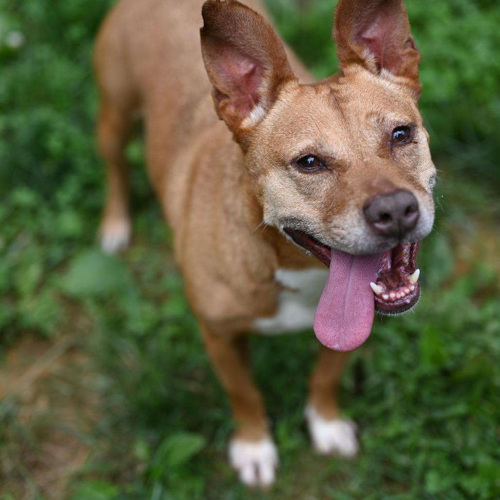 Giblet, a Adoptable mixed breed image 4/6