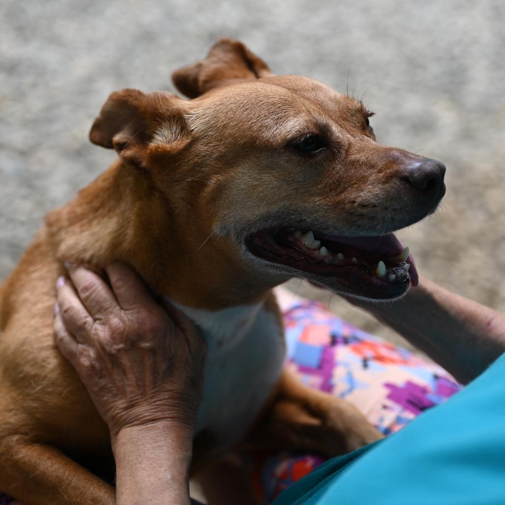 Giblet, a Adoptable mixed breed image 5/6