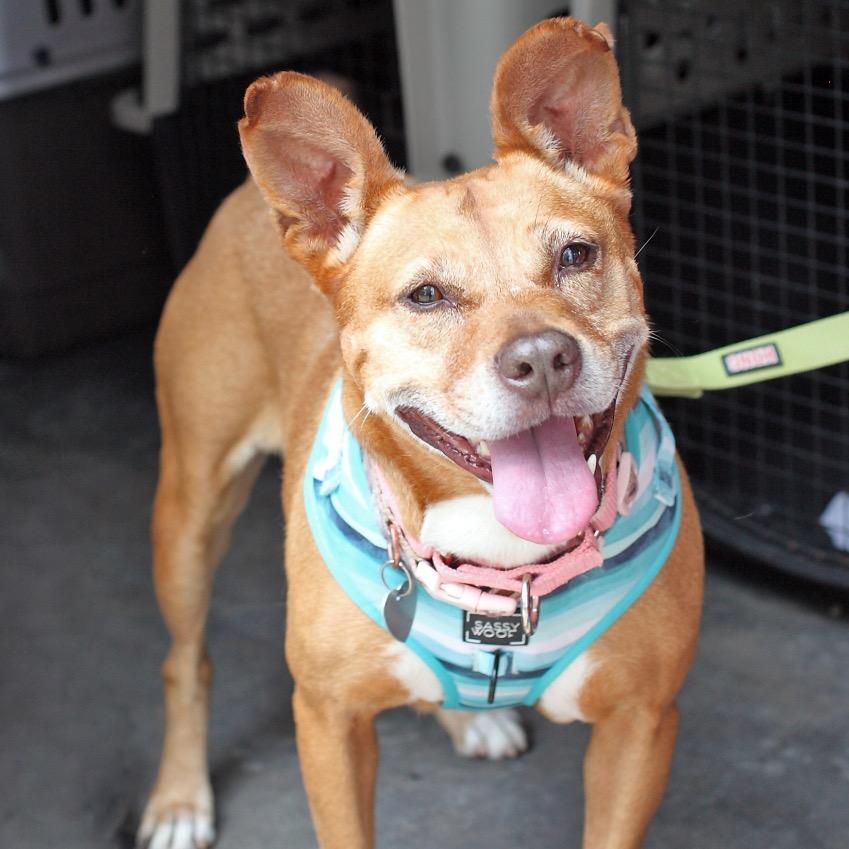 Giblet, a Adoptable mixed breed image 6/6